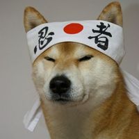 Shibainumaster